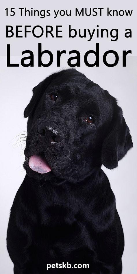 Are you about to buy a Labrador? Here are 15 things you need to know first #labradors Black English Labrador, Dog Mental Stimulation, White Labrador Puppy, Baby Labrador, Labrador Puppies For Sale, Black Labrador Puppy, English Labrador, White Labrador, Black Labrador Dog