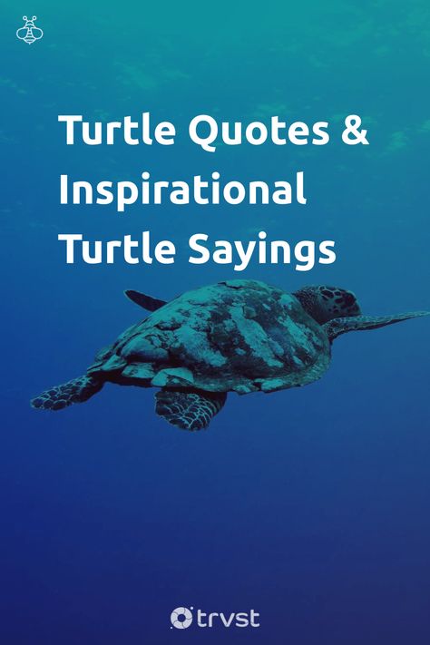 Sea Turtle Quotes Inspiration, Turtle Captions Instagram, Turtle Sayings Quotes, Sea Turtle Meaning, Sea Turtle Sayings, Turtle Quotes Inspiration, Sea Turtle Quotes, Turtle Sayings, Turtle Wisdom