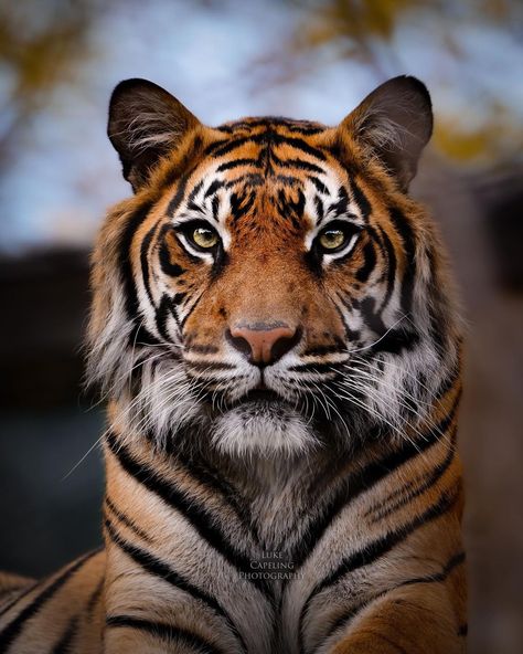 Tiger Front Face, Animal Pictures Photography, Lion Front View, Golden Tiger Wallpaper, Tiger Reference Photo, Tiger Quotes Inspiration, Animal Reference Photos, Tiger Pfp, Tiger Reference