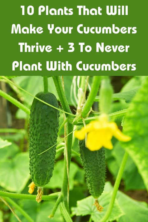 Boost the growth of your cucumber plants with these 10 companion plants that enhance their thriving. Uncover the perfect plant companions that will support your cucumber plants' health and yield, while also learning about the three plants to avoid planting alongside cucumbers. Companion Planting Cucumbers, What To Plant With Cucumbers, Cucumber Plants Growing Tips, Cucumber Companion Planting, Cucumber Growing Tips, How To Plant Cucumbers, Companion Plants For Cucumbers, Cucumber Planting, Garden Preservation