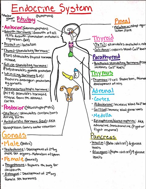 Nursing Follow me for more! Endocrine System Notes Nursing Schools, Hormones Nursing Notes, Hormone Study Notes, Good Notes Nursing, The Endocrine System Notes, Mblex Study Guides, Nln Pax Study Guide, Different Types Of Nursing Jobs, Med Term Notes Aesthetic