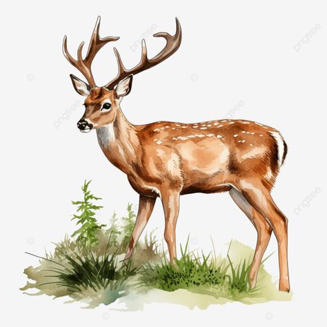 a deer clip art grazing peacefully depicted in the act of eating deer clipart animal wildlife clip Deer Clip Art, Deer Clipart, Grass Vector, Holiday Flyer Template, Deer Stand, Animal Wildlife, Holiday Flyer, A Deer, Animal Clipart