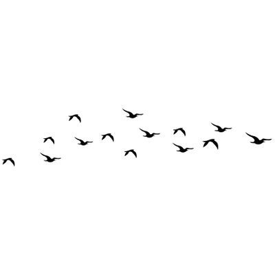 Photo Editing Material Png, Birds Png For Editing, Bird Png Logo, Backbenchers Logo, Birds Flying Png, Flying Birds Png, Birds Background, Birds Stickers, Birds Png