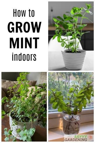 How To Take Care Of Mint Plant Indoors, Essen, Upcycling, Grow Indoors Vegetables, Growing Greens Indoors, How To Grow Mint Indoors, Indoor Mint Plant, How To Grow Mint In A Pot, Mint Plant Indoor