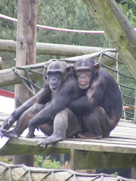 Two chimps at Monkey World Animals Unique, Monkey Animal, Monkey World, Ape Monkey, Wallpaper Animal, Funny Monkey, Pet Monkey, Great Ape, Animal Wildlife