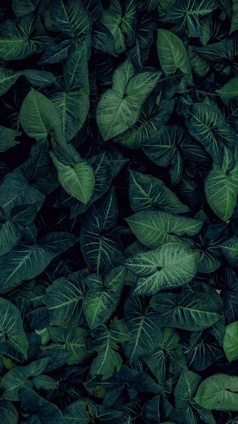 Nature Iphone Wallpaper, Fotografi Kota, Wall Paper Phone, Plant Background, Plant Wallpaper, Green Nature, Alam Semula Jadi, Green Wallpaper, Green Aesthetic