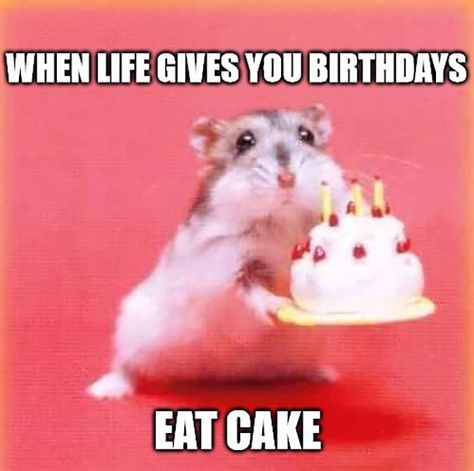 🎂 46 Awesome Birthday Cake Meme Happy Birthday Humorous, Happy Birthday Memes, Happy Birthday Animals, Happy Memes, Funny Happy Birthday Wishes, Funny Birthday Meme, Birthday Memes, Birthday Quotes For Him, Birthday Friend