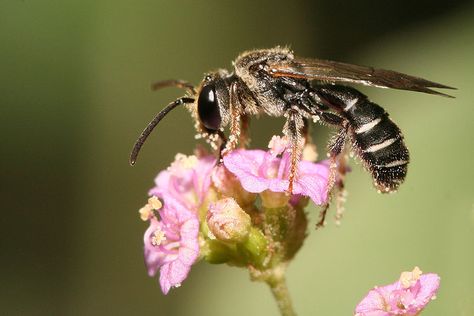 The above image is a very good example of mutualism. Both organisms are being benefitted. The bee is receiving some sort of food/nutrients and the flower is being pollinated Tarantula Hawk, Black And White Bee, Pollinating Flowers, Fire Ant, Pain Scale, Fire Ants, Bee On Flower, Iphone Wallpaper Girly, Garden Pests