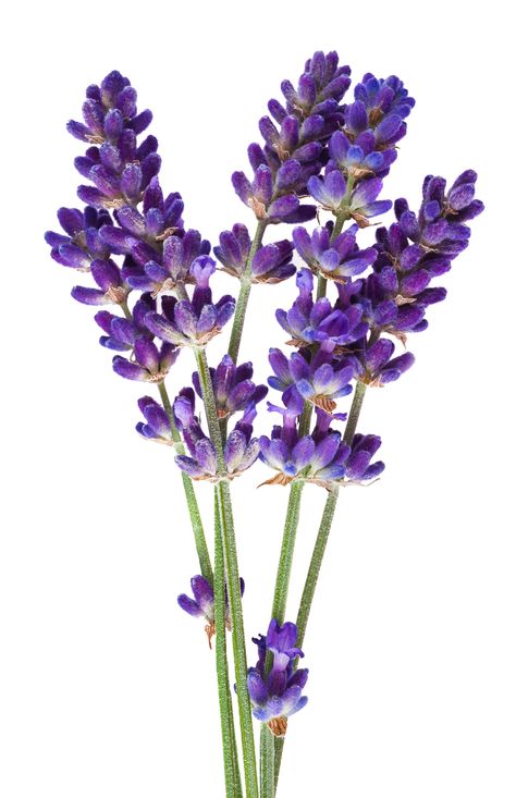 Lavender Tattoo, Medicinal Herbs Garden, Lavender Plant, Lovely Lavender, 수채화 그림, Lavender Sachets, Lavender Fields, Lavender Flowers, Lavender Oil