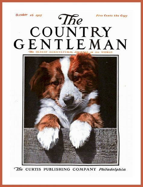 Rough Collie, Country Gentleman, Vintage Dog, Vintage Magazines, Vintage Country, Magazine Art, Good Old, Dog Art, Animal Drawings