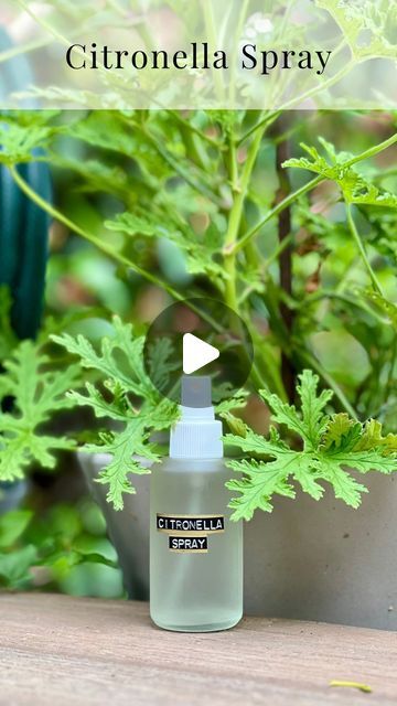 Citronella Plant Care, Diy Citronella, Citronella Plant, Homemade Bug Spray, Diy Bug Spray, Bug Spray Recipe, Bamboo Landscape, Mosquito Spray, Esential Oils