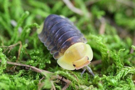 Rubber Ducky Isopod, Ducky Isopod, Giant Isopod, Pill Bug, Cool Bugs, Small Insects, Beautiful Bugs, Creepy Crawlies, Arthropods