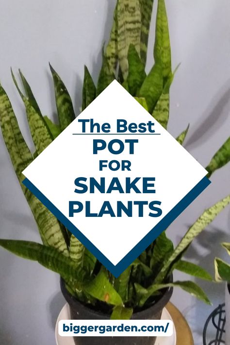 Elevate your indoor oasis with our essential guide to choosing the perfect pot for your snake plants. From size to style, we'll show you how to create an environment where your green friends can truly thrive. Ready to level up your plant game? Click to read more and join our community for regular gardening inspiration! Potting Snake Plant Cuttings, How To Plant Snake Plant In A Pot, Snake Plants In Pots, Snake Plant Container Ideas, Best Pots For Indoor Plants, How To Propagate Snake Plants, Pots For Snake Plants, Snake Plant In Water Vase, Rooting Snake Plant In Water