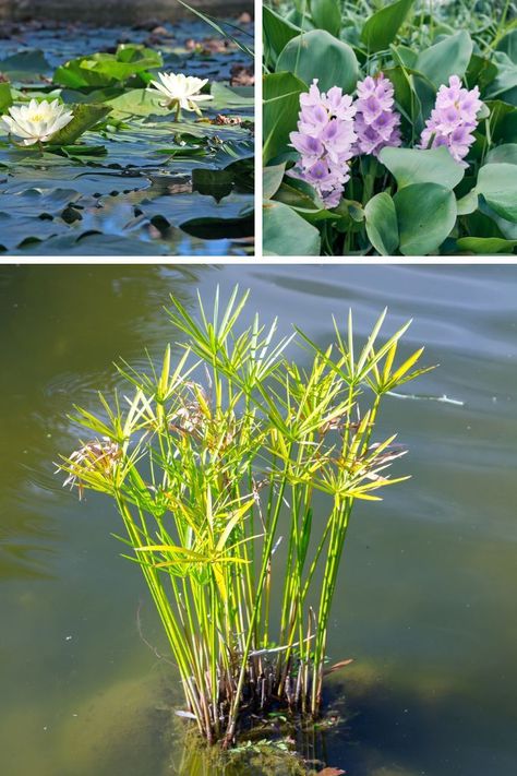 Nature, Plants For Ponds Water, Wildlife Pond Edging Ideas, Pennywort Plant In Water, Bog Plants Ponds, Plants That Can Live In Water, Pond Plants That Clean Water, Submerged Plants, Indoor Pond Ideas