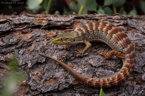 California Alligator Lizard (Elgaria multicarinata multicarinata) #lizard #california #reptile Photo by Chad Lane on Flickr Amphibians, Iguanas, Reptiles, Reptiles And Amphibians, Ecology, Wildlife Photography, Lizards, Alligator Lizard, Ragamuffin