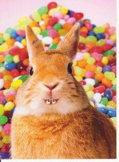 Bunny with braces! Invisible Teeth Braces, Bunny Teeth, Cute Tooth, Teeth Braces, Dental Humor, Sherwin Williams Paint Colors, Easter Humor, Funny Bunnies, Calming Colors