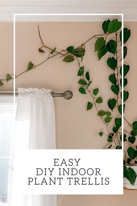 Hanging Plants Wall Decor, Hanging Climbing Plants, Indoor Wall Climbing Plants, Vine Plants Climbing Wall Indoor, Decorating With Vines Indoors, Diy Wall Trellis Indoor, Plants Climbing On Wall, Long Hanging Plants Indoor, How To Trail Plants On Wall