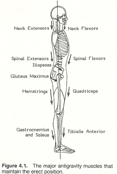 CHAPTER 4: BODY ALIGNMENT, POSTURE, AND GAIT Body Muscle Anatomy, Lumbar Disc, Alexander Technique, Body Alignment, Physical Therapy Assistant, Basic Anatomy And Physiology, Body Mechanics, Pelvic Tilt, Musculoskeletal System