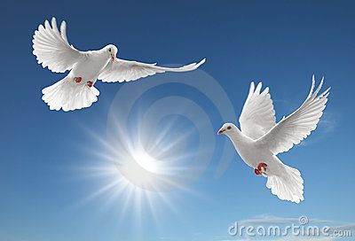 Two pigeons Stock Images Doves Flying, Vogel Gif, White Pigeon, Dove Pigeon, Dove Pictures, Pigeon Bird, Dove Bird, Peace Dove, Bird Wallpaper