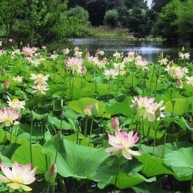 Health Benefits and Uses of Indian Water Chestnut (Singhara) - CalorieBee - Diet & Exercise Lotus Flower Pod, Nelumbo Nucifera, Lotus Plant, Lily Lotus, Water Chestnut, Big Leaves, Plant Health, The Lotus, Tropical Landscaping