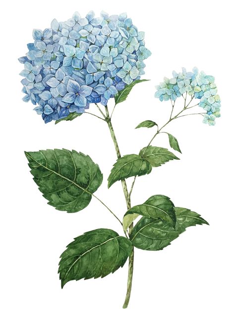 Blue Hydrangeas on Behance Hydrangea Pattern Design, Hydrangea Photography Art, Watercolor Blue Hydrangea, Hydrangea Art Drawing, Hydrangea Botanical Illustration, Blue Hydrangea Drawing, Free Hydrangea Printables, Vintage Hydrangea Illustration, Hydrangea Bouquet Drawing