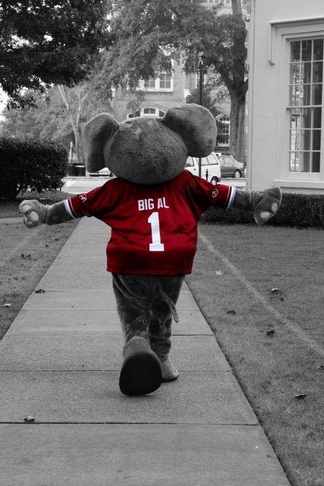 Big AL | Roll Tide Alabama Football Team, Rammer Jammer Yellow Hammer, Bear Bryant, Alabama Football Roll Tide, Rammer Jammer, Good Reads, Big Al, Alabama Fans, Bama Girl