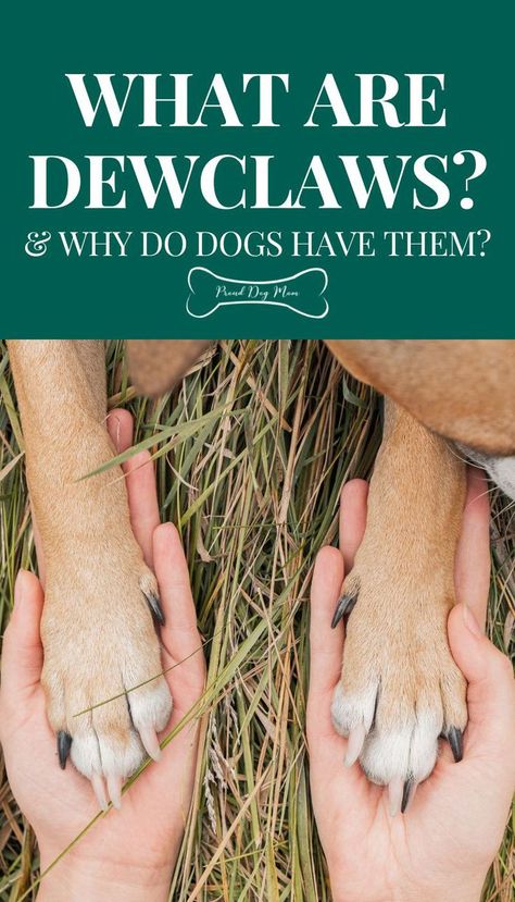 What are Dewclaws & Why Do Dogs Have Them? | About Dogs | Dog Health | Dog Care | Paw Care Tips Paw Care, Dog Gadgets, Dogs Pictures, Dog Wellness, Dog Foods, Dogs Training, Dog Health Tips, Pet Wellness, Dog Furniture