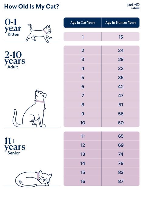 Cat Ages In Human Years, Cat Years Chart, Cat Age Chart, Cat Age, Purebred Cats, Cat Years, Cat Ages, Adventure Cat, Older Cats