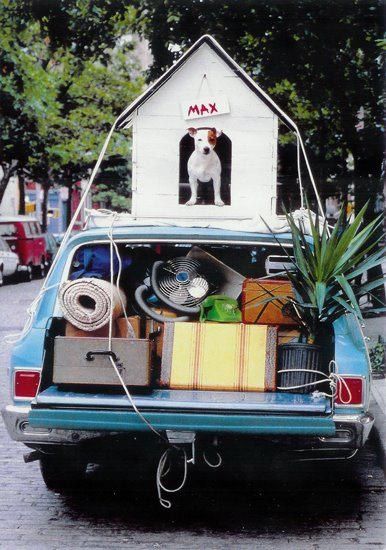 :) Humour, Funny Goodbye, Moving House Tips, House Funny, Moving Day, Moving House, Jack Russell Terrier, Baby Dogs, Dog House