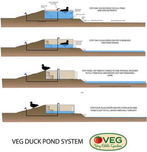 VEG Design Solutions, Part Three: How to Drain a Duck Pond Without Getting Poo on Your Hands | Permaculture Research Institute - Permacultur... Duck Pens, Backyard Ducks, Duck Coop, Duck Farming, Duck House, Duck Pond, Coop Plans, Mini Farm, Aquaponics System