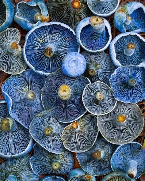 "Lactarius Indigo" Blue Mushrooms. Photo: Scott Stimpson. - 9GAG Blue Mushrooms, Mushroom Pictures, Blue Milk, Soyut Sanat Tabloları, Mushroom Fungi, 자수 디자인, Mushroom Art, Wild Mushrooms, Natural Forms