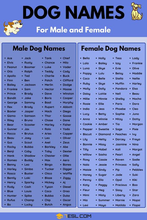 Dog Pet Names, Names For Dog Male, Good Names For Dogs, Dog Bios Ideas, Name Dog Boy, Goldendoodle Names Female, Dogs Name Male, Cute Name For Cat, Unique Puppy Names Female Dogs