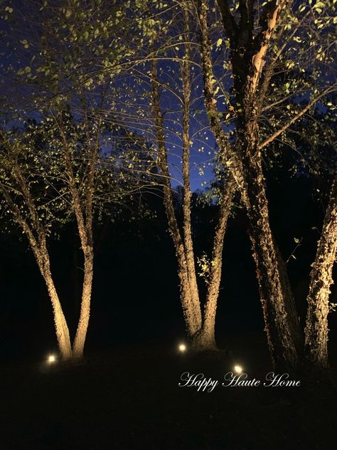 Our River Birch trees are lit all the way to the tippy top…at least 30 feet high if not more. These trees are lit using six 60 degree spotlights. Each one is very heavy duty and built to last a lifetime. Lit Up Trees Backyard, Lit Trees Outdoor, Outdoor Spotlights On Trees, Bahia, Up Lighting Trees, Light Up Trees Outdoor, Tree Spotlight Outdoor, Lights On Trees Outside, Uplighting Trees