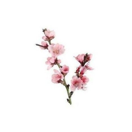 °Cherry Blossoms° Pink Png Icon, Flower App, Pink Png, Png Icon, Cherry Flower, Flower Icons, Png Aesthetic, Sakura Flower, Sakura Cherry Blossom