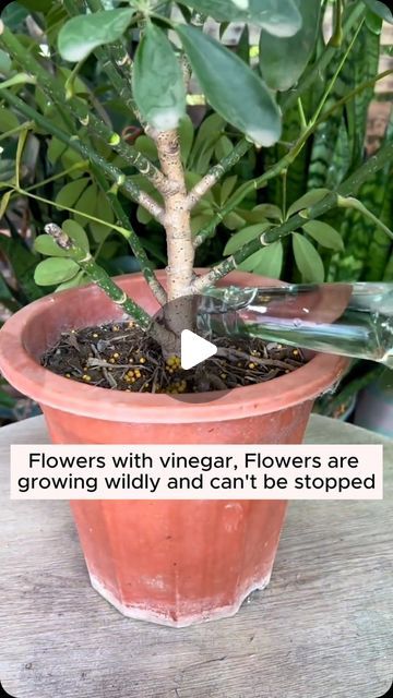 Gardening Tips on Instagram: "3 ways to care for plants with white vinegar #gardening #garden #gardeningtips #gardenlife #gardeninspiration #gardenideas #gardenlove #gardendesign #gardenersofinstagram #gardenersworld #garden_styles #gardenphotography #gardenlovers #gardenerslife #gardenart #gardenbeauty #gardensofinstagram #gardenplants #gardenviews #gardenersparadise #gardenista #gardeningcommunity #gardenloversclub #gardenaddict #gardeners #gardenerslife" How To Care For Plants Houseplant, Plant Decor Outdoor Garden Ideas, Garden Hacks Diy Ideas Tips And Tricks, Indoor Pots For Plants, Garden Plants Ideas, Plant Food Diy, Gardening In Pots, Plants Garden Ideas, Planting Hacks