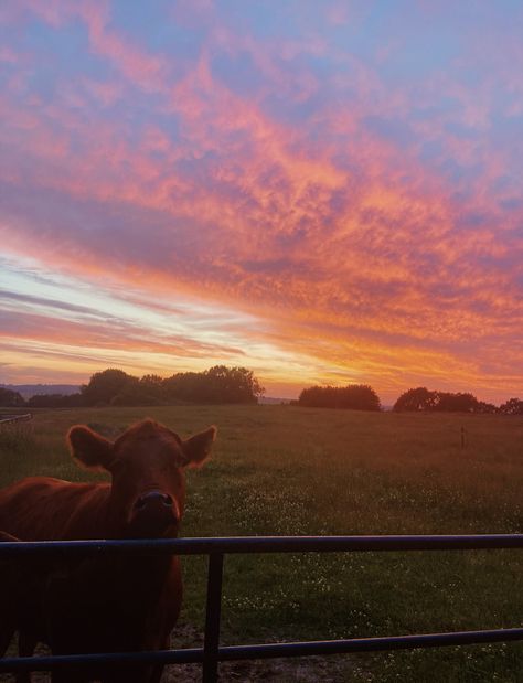 Southern Aesthetic, Country Sunset, Country Backgrounds, Country Photography, Country Summer, Farm Photography, Cowgirl Aesthetic, Western Life, Country Lifestyle