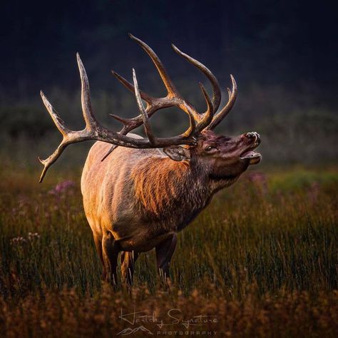 Elk Bugle. Elk, Elk Hunting, Deer, Hunting, Elk Bugling, Forearm Sleeve Tattoos, Wildlife Photos, The Glow, Instagram Photo