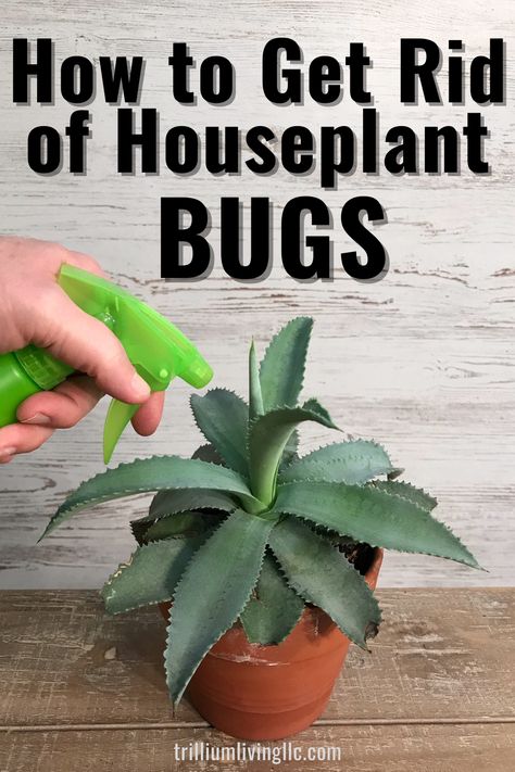 A green spray bottle aimed at the center of a Mangave plant growing in a clay pot that is sitting on a wooden table behind a whitewash background with the text overlay: How to Get Rid of Houseplant Bugs Indoor Plants Ideas Decor, Hanging Plant Indoor, Home Pest Control, Indoor Plant Ideas, Indoor Plants Ideas, Fungus Gnats, Plant Bugs, Plant Insects, Insect Spray