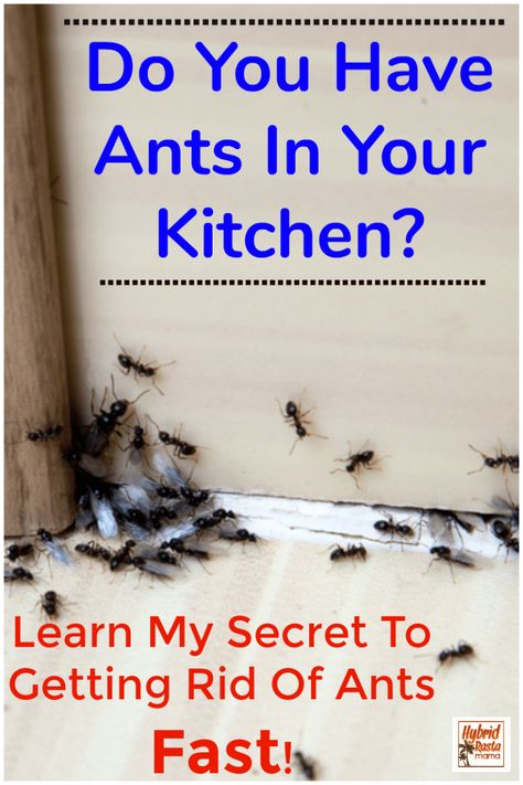 Do you have ants in the kitchen or other parts of your house? Want to know the secret to getting rid of ants fast? Learn how to get rid of ants naturally in this post. #pestcontrol #ants #bugspray #insectrepellent From HybridRastaMama.com Kitchen Ants, Ant Remedies, Home Remedies For Ants, Ant Spray Diy, Ant Killer Recipe, Homemade Ant Killer, Sugar Ants, Scandinavian Eclectic, Ant Spray