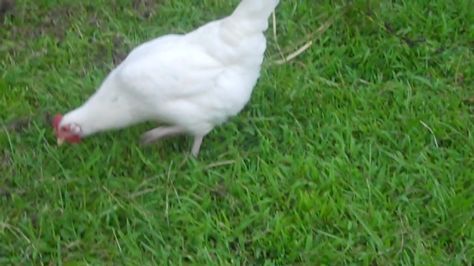 White Leg horn Hen Chicken, Horn, Chicken Breeds, Hen, Bar, White