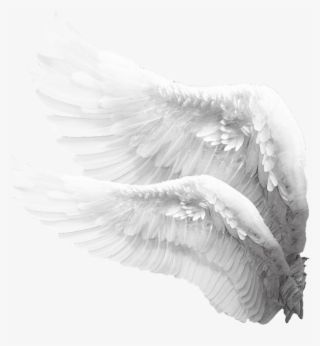 @𝐯𝐚𝐥𝐟𝐢𝐞𝐧 Angel Wings Feathers, Angel Wings Png, Wings Feathers, Angel Wings Drawing, Baby Angel Wings, Feather Background, Wings Png, White Angel Wings, Ange Demon
