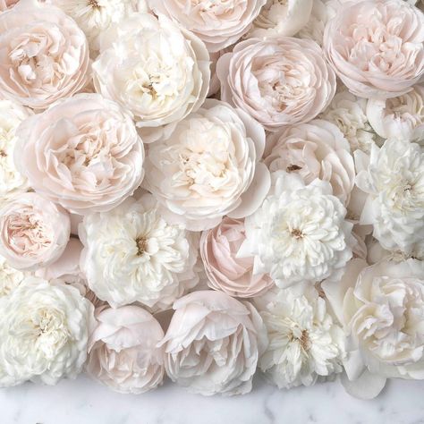 Georgianna Lane on Instagram: “A winter palette with stunning roses from @gracerosefarm. Thank you all for the love on the snow photos. There are more today…” Blush Bed, Blush Bedding, Self Love Art, Paris Art Print, Bed Of Roses, Flower Iphone Wallpaper, Pastel Decor, Flower Therapy, French Home Decor