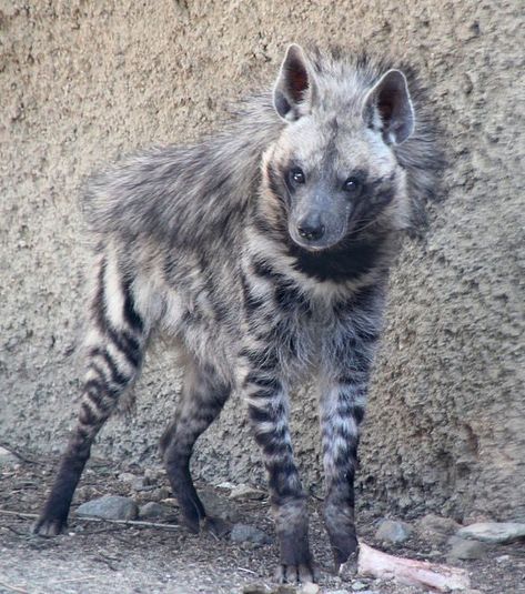 Hyena Pictures, Dynamic Dog Poses, Dynamic Animal Poses, Irish Animals, Striped Hyena, Pictures Of Animals, Australia Animals, Dangerous Animals, Interesting Animals