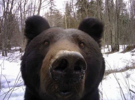 he is investigating Bear Pictures, Pretty Animals, Love Bear, Silly Animals, Cute Creatures, Black Bear, Cute Bears, Cute Little Animals, Animal Photo