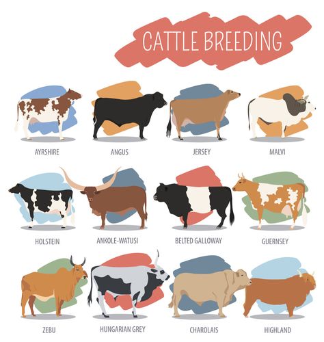 types of cows chart Cow Breeds Chart, Cow Types, Different Types Of Cows, Cow Breeds, Types Of Cows, Dexter Cattle, Livestock Judging, Breeds Of Cows, Hereford Cows