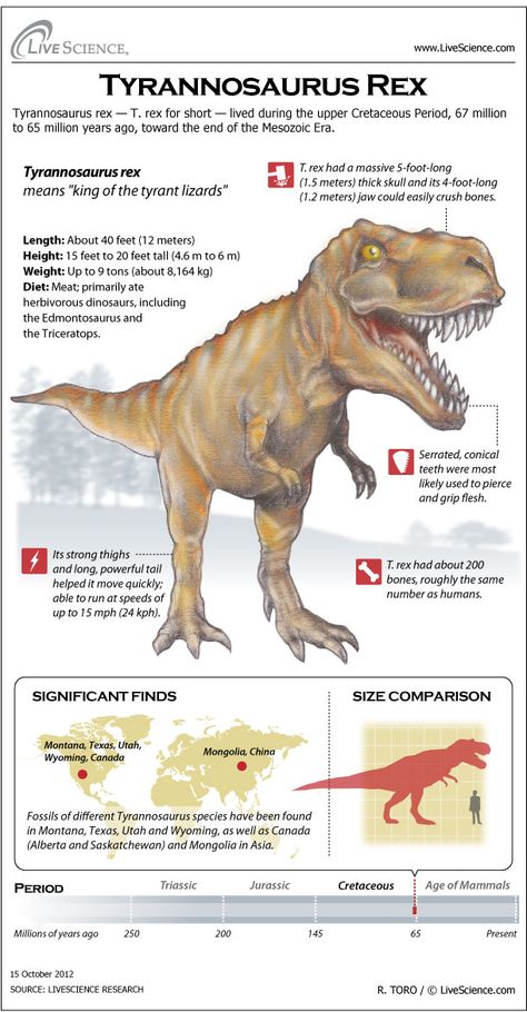 Infografía Tiranosaurio Rex Dinosaurs, Dinosaurs Facts, Carnivorous Dinosaurs, Cretaceous Period, Tyrannosaurus Rex, Period