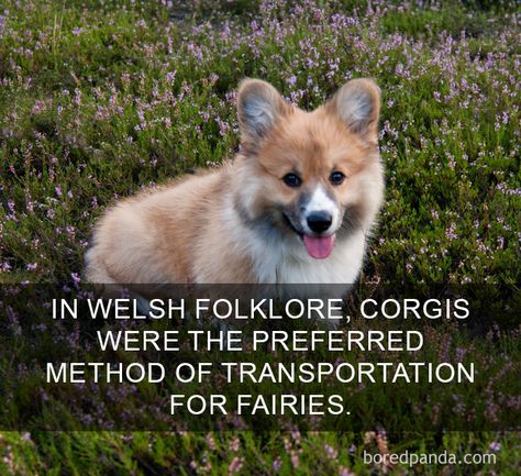 Happy Facts Humour, Corgi Doodle, Corgi Quotes, Happy Facts, Corgi Facts, Pembroke Welsh Corgi Puppies, Funny Corgi, Welsh Corgi Puppies, Corgi Butts