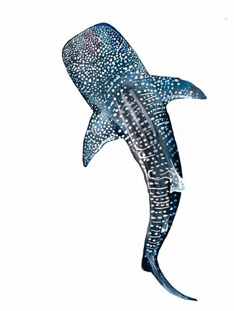 Whale Shark Drawing Tattoo Ideas, Whale Shark Surfboard, Whale Shark Outline Drawing, Blue Whale Shark Tattoo, Wale Shark Art, Whale Shark Watercolor Paintings, Shark And Whale Tattoo, Whale Shark Tattoo Color, Starry Night Tattoo Ideas