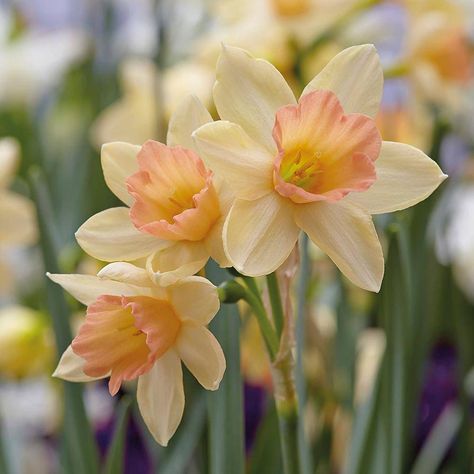 Narcissus Flower, Daffodil Flower, Nothing But Flowers, Bonsai Plants, Flower Therapy, Pretty Plants, Alam Semula Jadi, Flower Farm, Flower Aesthetic