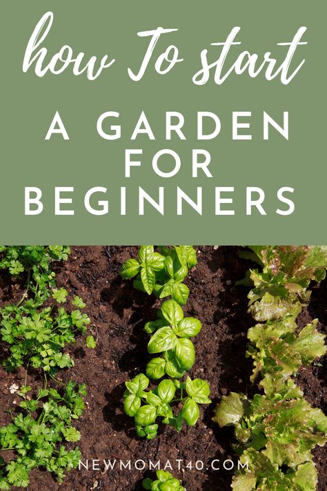 Simple Raised Bed Garden, Easy Starter Plants, How To Start A Veggie Garden, How To Make A Small Garden, Starter Garden Ideas Raised Beds, Starter Garden Vegetables, Small Garden Set Up, Starter Garden Layout, How To Start A Raised Bed Garden